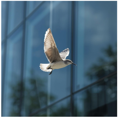 Láminas anti colisión aves